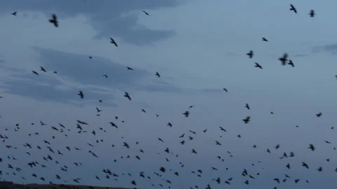 Flock of crows fly and turn in the darkening sky at dusk Video stock 140722609