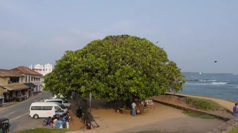A flock of crows fly away from tree 스톡 동영상 61737436