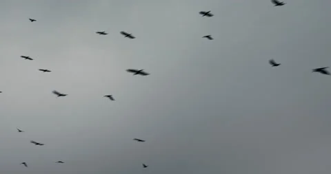 A Flock Of Crows Fly In A Cloudy Sky Stock Footage 125804845