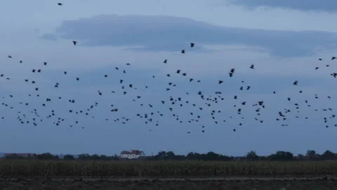 Flock of crows fly in the darkening sky at dusk Stock Footage 140722540