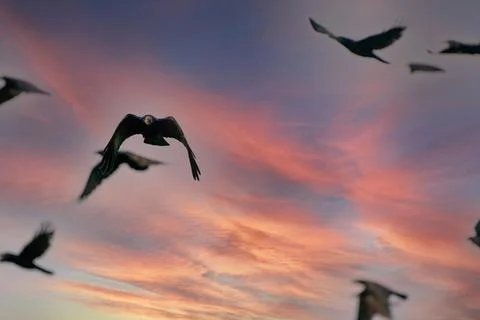 A flock of crows fly in a dramatic blue , orange and red sky. Selective focus Stock Photos