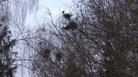Flock Of Crows Flying Around Nests Stock Footage 48663824