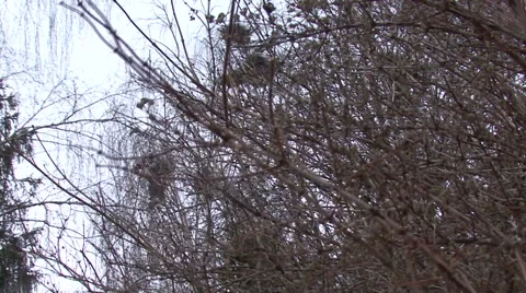 Flock Of Crows Flying Around Nests Stock Footage 48664360