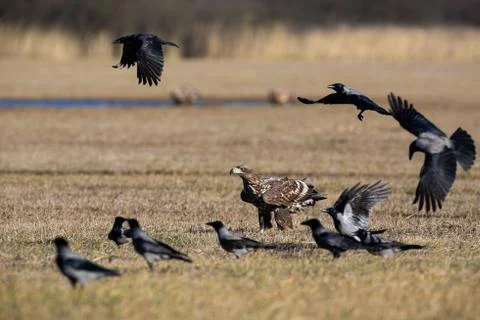 Flock of crows flying around white-tailed eagle sitting on the ground in winter Stock Photos