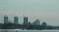Flock of crows flying in the city. HD Footage