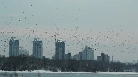 Flock of crows flying in the city. Stock Footage 10701275