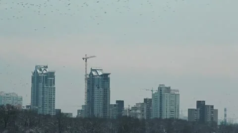 Flock of crows flying in the city. Stock Footage 10701278