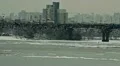 Flock of crows flying in the city. HD Footage