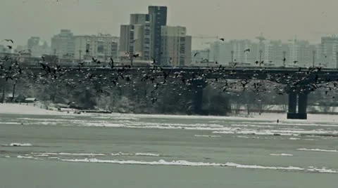 Flock of crows flying in the city. Stock Footage 10701281