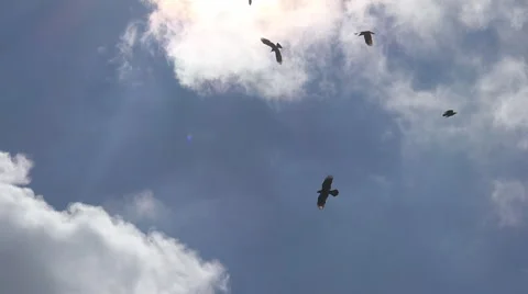 Flock of Crows Flying on Cloudy Sky, Ravens in Flight, Birds in Air, Summer Stock Footage 48171576
