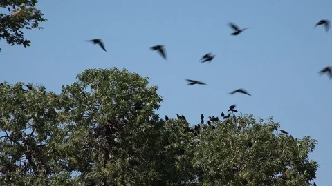 Flock of Crows Flying on Cloudy Sky, Ravens in Flight, Birds in Air, Summer Stock Footage 95734693