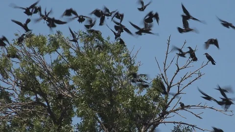 Flock of Crows Flying on Cloudy Sky, Ravens in Flight, Birds in Air, Summer Stock Footage 98896296