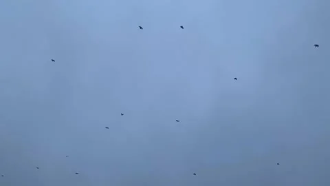 Flock of crows flying in the evening sky Stock Footage 146133284