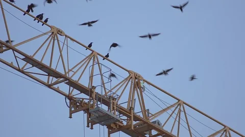 Flock Of Crows Flying Off 스톡 동영상 71785282
