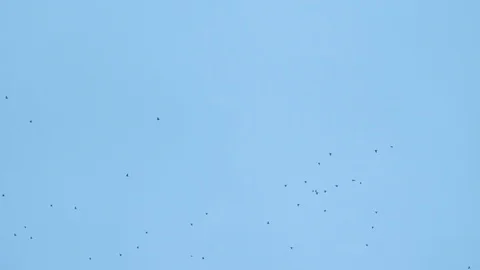 A flock of crows flying high in the blue sky from right to left Stock Footage 105292450