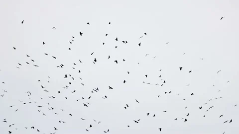 Flock of crows flying in an imperfect formation. Slow motion Stock Footage 147725798