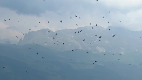 Flock of crows flying in mountain scenery Vidéo 341365974