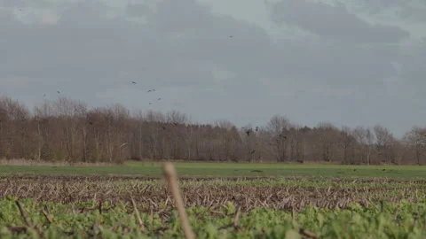 Flock of crows flying over a harvested field with stubble. 4K 60fps. Stock Footage 333992566