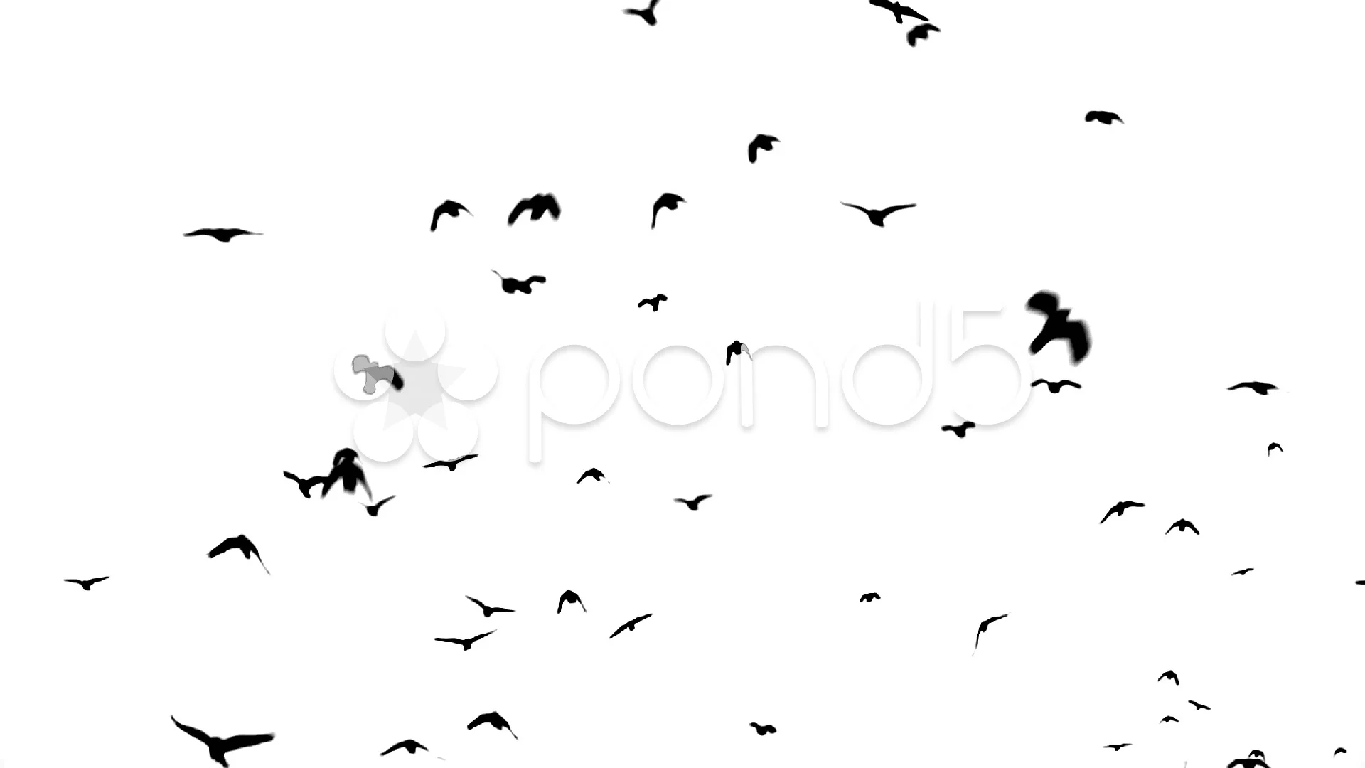 Crows Flying In Groups