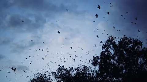 A flock of crows flying over the trees Видео 68104507