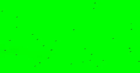 A flock of crows flying from right to left on a green screen fixated Stock Footage 104906693