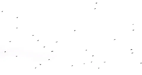 A flock of crows flying from right to left on a white screen looped Stock Footage 104925578