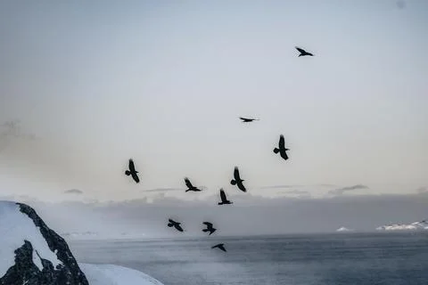 Flock of crows flying in the sky over Greenland Foto stock