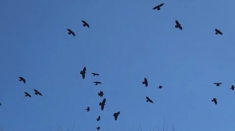 crows flying in groups