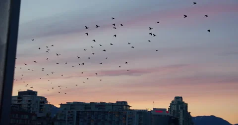 Flock of Crows flying at Sunset Video stock 130292427