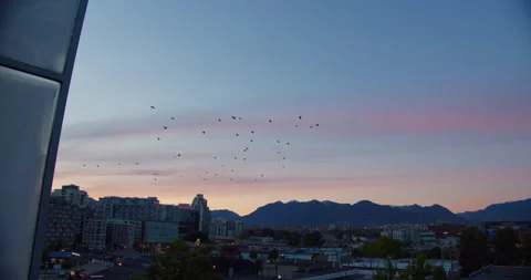 Flock of Crows flying at Sunset Video stock 130292454