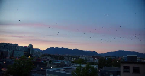 Flock of Crows flying at Sunset Video stock 130292496