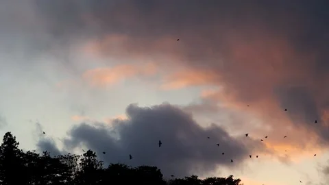 A flock of crows flying through the dusk Stock Footage 234282678