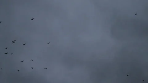 Flock of crows 스톡 동영상 908894