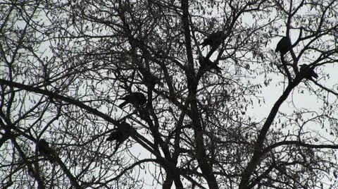 Flock of crows 스톡 동영상 11380161