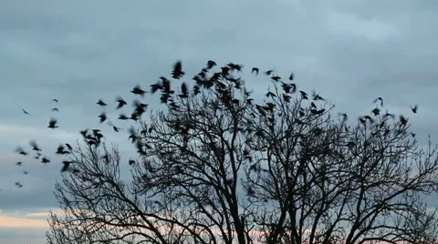 A flock of crows Stock Footage 34407964