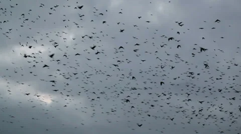 A flock of crows Stock Footage