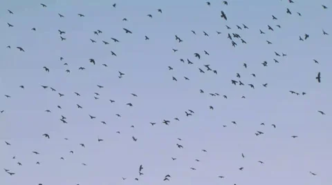 Flock of crows Stock Footage 34623627