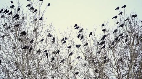 A Flock of Crows Stock Footage 47855595