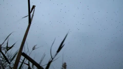A flock of crows. Stock Footage 62559457