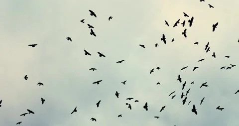 Flock of crows Stock Footage 140217421
