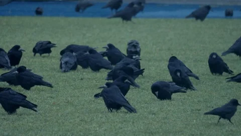 A Flock of Crows is Gathering on a Beautiful Green Grass Field in the Evening Stock Footage 305406314