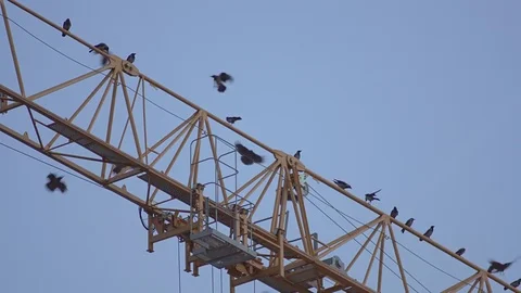 Flock Of Crows Gathering Stock Footage 71544056