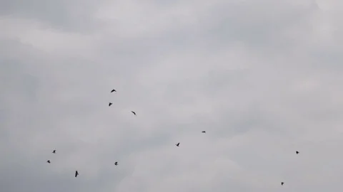 A flock of crows in the gray sky Stock-Footage 76406848