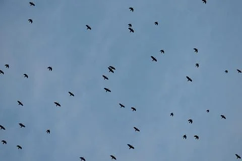 Flock of crows high up in blue sky Foto stock