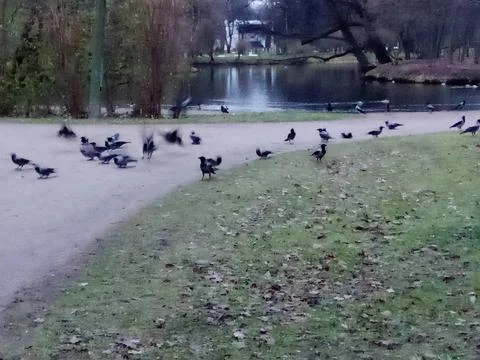 A flock of crows by the lake Stock Photos