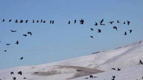 Flock of crows lands on a power pole then suddenly flies away in snowy winter Stock Footage 339560216