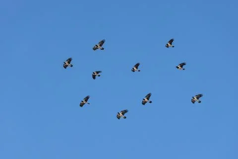 A flock of crows with light wings is flying on the blue sky background 스톡 사진