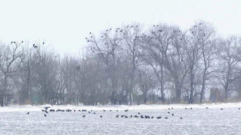 A flock of crows looking for food on the field under the snow 스톡 동영상 111162167