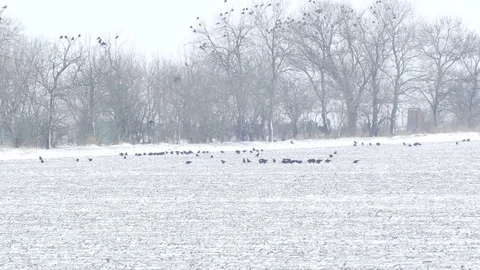 A flock of crows looking for food on a snowy field Stock Footage 111161920