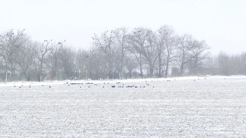 A flock of crows looking for food on a snowy field Video stock 111162276